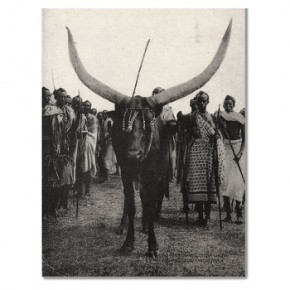 'La vache du roi Musinga' en images 'La vache du roi Musinga' en images