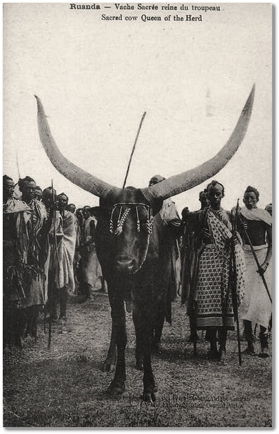 La Vache Du Roi Musinga En Images S Mukasonga